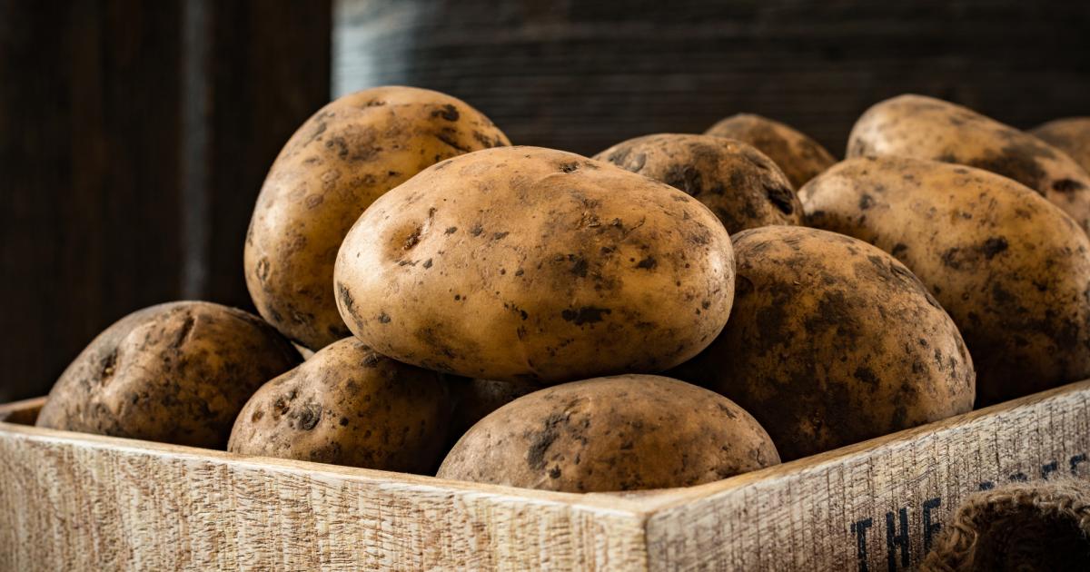 La pomme de terre du Pays de Sault Département de l'Aude